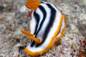 タイヘイヨウイロウミウシ Chromodoris sp. cf. africana