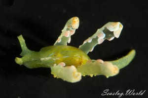 フリソデミドリガイ Lobiger viridis