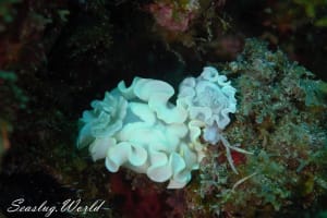 シロタエイロウミウシ Glossodoris buko