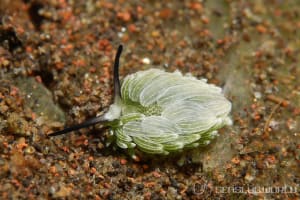 ウサギモウミウシ Costasiella usagi