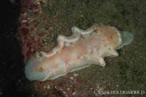 ヘキサブランクス・サングイネウス Hexabranchus sanguineus