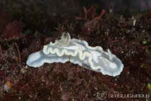 シロタエイロウミウシ Glossodoris buko