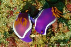 Hypselodoris variobranchia