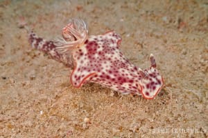 ミナミニシキウミウシ Ceratosoma gracillimum