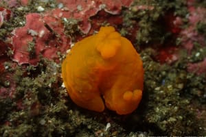 キヌハダウミウシ Gymnodoris inornata