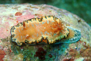 Glossodoris sp. 4