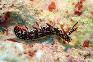 Bornella anguilla