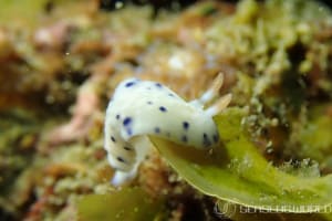 Hypselodoris sagamiensis