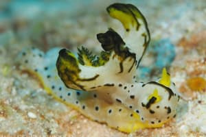 タチアオイウミウシ Notodoris serenae