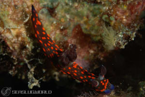 Nembrotha sp. 3