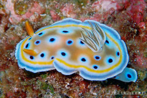 ゴニオブランクス・ゲミノス Goniobranchus geminus
