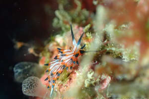 ツマグロミノウミウシ Eubranchus mimeticus