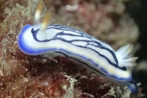 リュウモンイロウミウシ Hypselodoris maritima