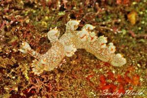 ユビウミウシ Bornella stellifer