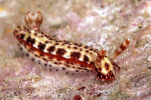 Hypselodoris decorata