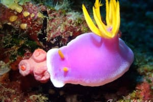 Hypselodoris apolegma