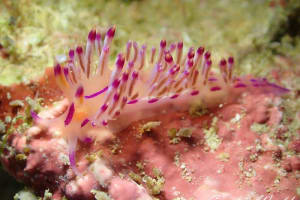 Coryphellina lotos