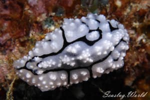 Phyllidiopsis pipeki