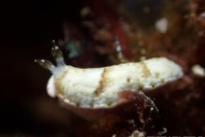 ミルクオトメウミウシ Dermatobranchus fasciatus