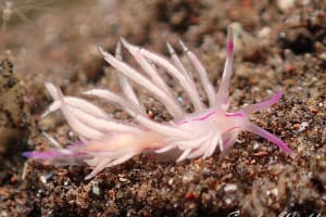 サンドラミノウミウシ Unidentia sandramillenae