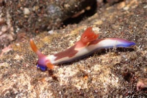 Nembrotha chamberlaini