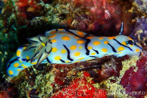 Hypselodoris kanga