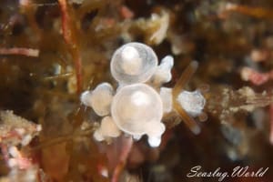 イナバミノウミウシ Eubranchus inabai