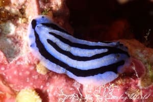 アンナイボウミウシ Phyllidiopsis annae