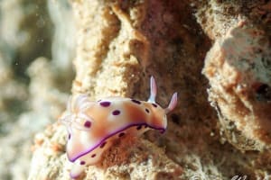 マダライロウミウシ Hypselodoris tryoni