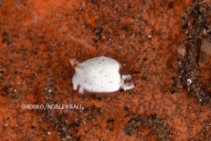 ウミコチョウ科の一種 5 Gastropterid sp. 5