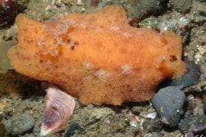 ハケジタウミウシ属の一種 1 Geitodoris sp. 1
          loading=