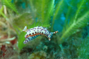 Hypselodoris decorata