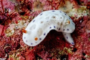 クボミイロウミウシ Hypselodoris lacuna