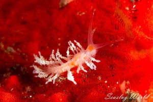 Eubranchus sp.15