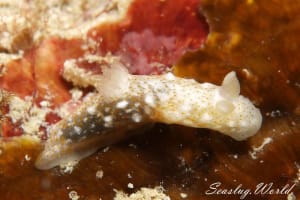 Gymnodoris okinawae