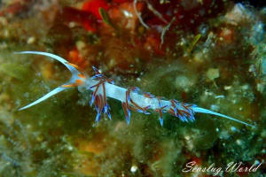 クラテナ・ペレグリーナ Cratena peregrina
          loading=