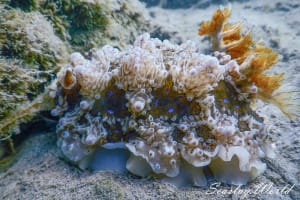 ミヤコウミウシ Dendrodoris krusensternii