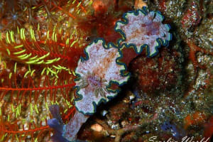 Glossodoris cf. cincta