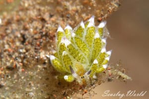 Costasiella paweli