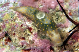 Gymnodoris sp. 4