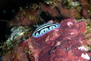 タテスジイボウミウシ Phyllidiopsis sphingis