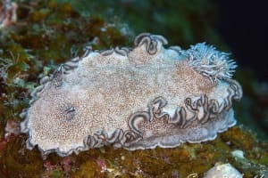 Glossodoris hikuerensis