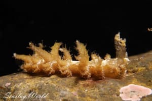 トゲミノウミウシ Limenandra confusa