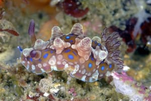 ミヤコウミウシ Dendrodoris krusensternii