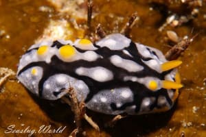 Phyllidia exquisita