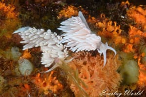 サクラミノウミウシ Sakuraeolis sakuracea