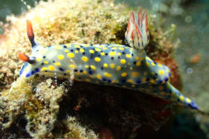 ヒュプセロドーリス・コンフェッティ Hypselodoris confetti