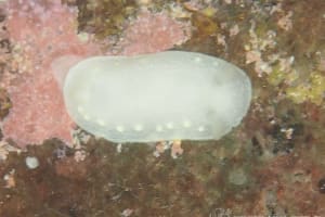 コブリカドリナウミウシ Cadlina umiushi
          loading=