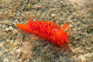 ショウジョウウミウシ Madrella ferruginosa