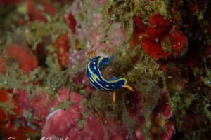 Hypselodoris festiva